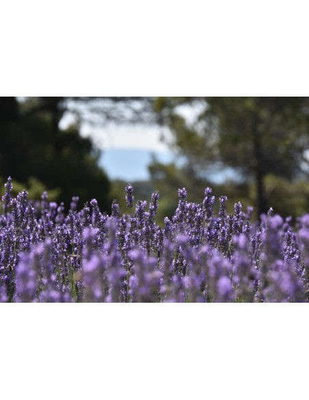 Recharge bouquet parfumé à l'huile essentielle de l'abbaye de Sénanque
