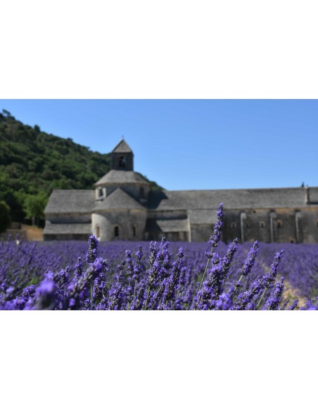 Savon liquide à l'huile essentielle de l'abbaye de Sénanque