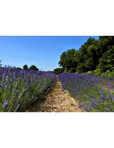 Savon liquide à l'huile essentielle de l'abbaye...
