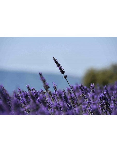 Bougie parfumée à l'huile essentielle de l'abbaye de Sénanque