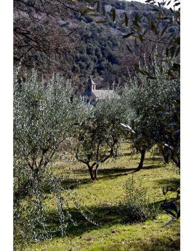 Huile d'olive vierge extra de l'abbaye de Sénanque