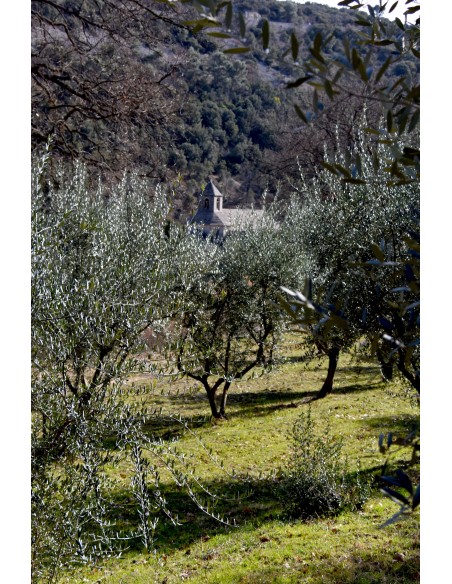 Huile d'olive vierge extra de l'abbaye de Sénanque