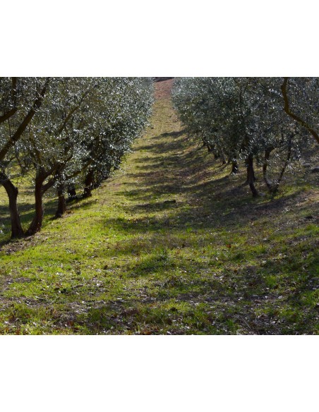 Huile d'olive vierge extra de l'abbaye de Sénanque