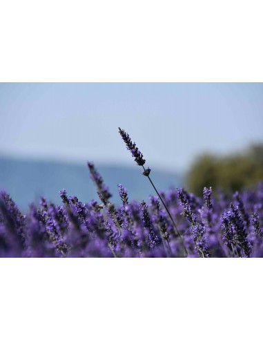 Crème mains à l'huile essentielle de l'abbaye...