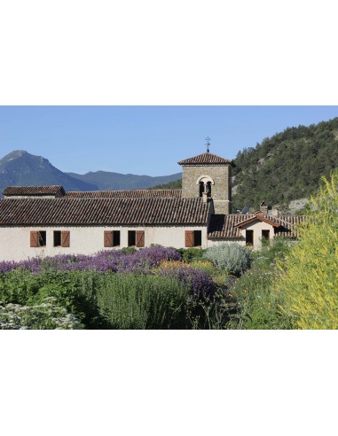 Tisane le Songe de Jacob