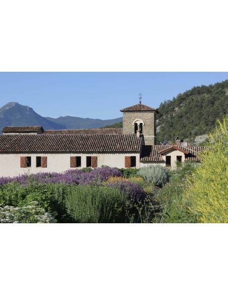 Tisane le Songe de Jacob